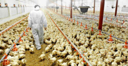 Light Farm Village (FACTORY PLOT)