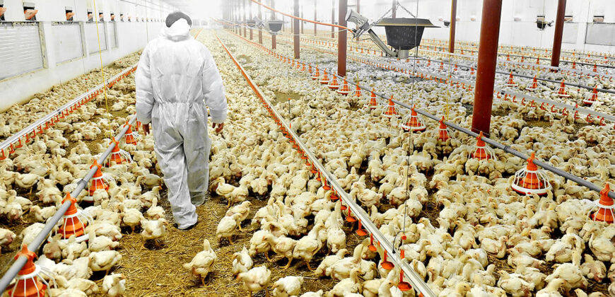 Light Farm Village (FACTORY PLOT)