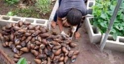 Light Farm Village (FACTORY PLOT)