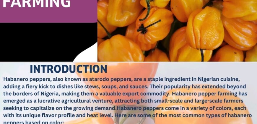 Light Farm Village (SERVICED FARMING ESTATE)