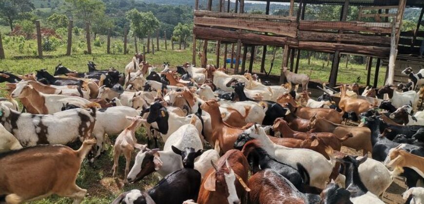 Light Farm Village (FACTORY PLOT)